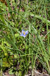 Prairie pleatleaf